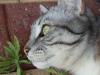 <img100*0:http://elftown.heddate.com/stuff/Tabby_cat_profile.jpg>