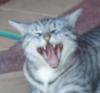 <img100*0:http://elftown.heddate.com/stuff/Tabby_cat_yawn.jpg>