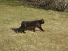 <img100*0:stuff/Tailless_Cat.jpg>