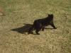<img100*0:stuff/Tailless_cat.jpg>