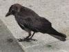 <img100*0:stuff/The%20Crow.JPG>