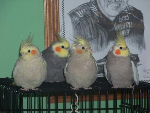 <img500*375:stuff/The_birdy_bunch..jpg>
