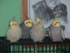 The_birdy_bunch.