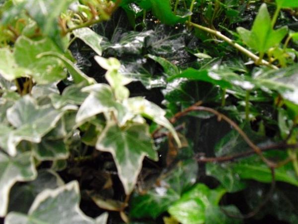 <img600*0:stuff/The_garden_beneath_the_tower.jpg>