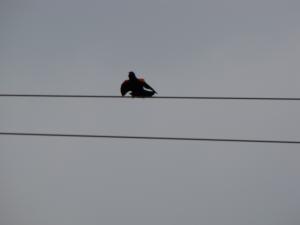 <img300*0:stuff/Threat_from_above.jpg>