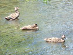 <img250*0:stuff/Three_Duck_Poses.jpg>