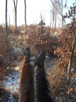 <img300*0:stuff/Through_the_bushes%2c_keep_going..jpg>