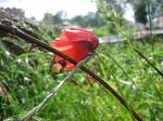 <img150*0:stuff/TiberPoppy.jpg>