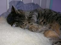 <img200*0:stuff/TigerCuteness1.jpg>