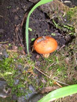 <img250*0:stuff/TinyToadstool.jpg>