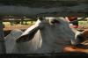 <img100*0:stuff/To%20Aus%21%20062.JPG>