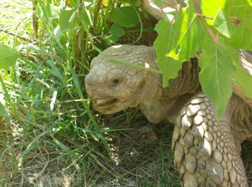 Tortise_at_Safari_West