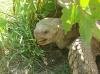 Tortise_at_Safari_West