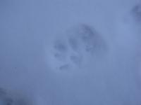 <img200*0:stuff/Trail_of_Evidence.jpg>