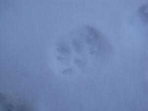 <img300*0:stuff/Trail_of_Evidence.jpg>