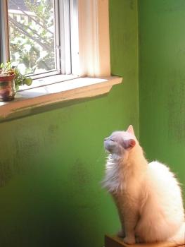 <img0*350:stuff/Tranquillity.jpg>