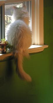<img0*350:stuff/Tranquillity2.jpg>