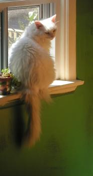 <img0*350:stuff/Tranquillity3.jpg>