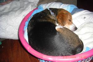 <img300*0:stuff/Trapper_will_sleep_anywere.jpg>