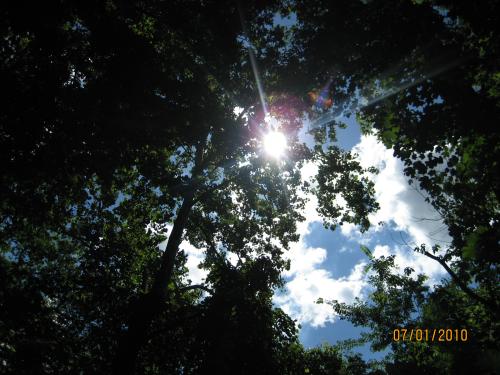 Tree_Line