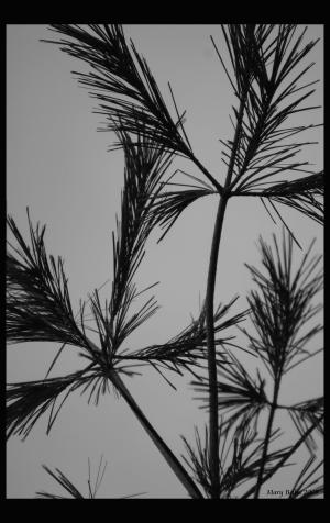<img300*0:http://elftown.heddate.com/stuff/Tree_limbs_underside.jpg>