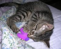 <img200*0:stuff/TrisanatheTriscuit.jpg>