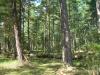 <img100*0:stuff/Trollskogen_%5b3%5d.jpg>