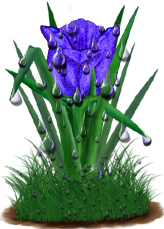 <img:stuff/TulipBlueSpkDrops.png>