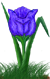 <img:stuff/TulipBlueSpkSMRev.png>