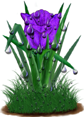 <img:stuff/TulipBrtPurpSpkDrops.png>