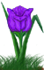<img:stuff/TulipBrtPurpSpkSMRev.png>
