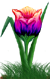<img:stuff/TulipBrtVarSM.png>