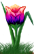 <img:stuff/TulipBrtVarSMRev.png>