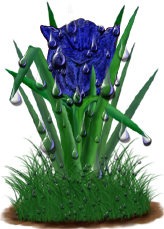 <img:stuff/TulipDkBlueSpkDrops.png>