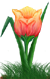 <img:stuff/TulipFieryDawnSM.png>