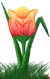 <img:stuff/TulipFieryDawnSMRev.png>