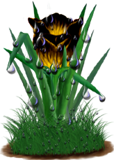 <img:stuff/TulipGldSunsetDrops.png>