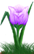 <img:stuff/TulipLovelyLavSM.png>
