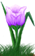 <img:stuff/TulipLovelyLavSMRev.png>