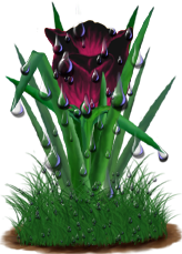 <img:stuff/TulipMaroonSunsetDrops.png>