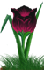 <img:stuff/TulipMaroonSunsetSM.png>
