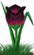 <img:stuff/TulipMaroonSunsetSMRev.png>