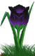 <img:stuff/TulipMidngtSkySM.png>