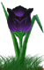 <img:stuff/TulipMidngtSkySMRev.png>