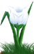 <img:stuff/TulipMoonbeamWhiteSM.png>