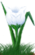 <img:stuff/TulipMoonbeamWhiteSMRev.png>