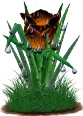 <img:stuff/TulipOrgSunsetDrops.png>