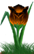 <img:stuff/TulipOrgSunsetSM.png>
