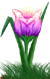<img:stuff/TulipPastelVarSM.png>