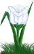<img:stuff/TulipPearlyWhiteSpkSM.png>